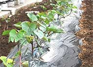 住宅型有料老人ホーム ガーデンコート東松山